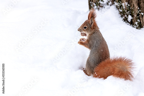 furry red squirrel holding a nut. squirrel in winter snowy park. © Mr Twister
