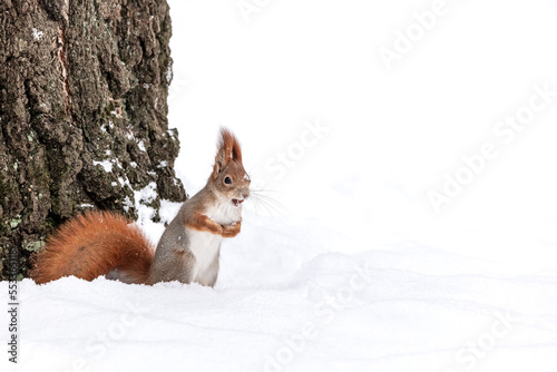 curious squirrel standing on the snow with hazelnut in snow-covered park
