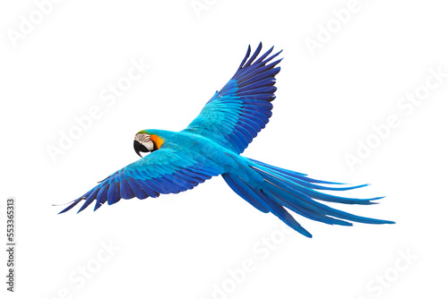 Colorful flying parrot isolated on transparent background png file photo