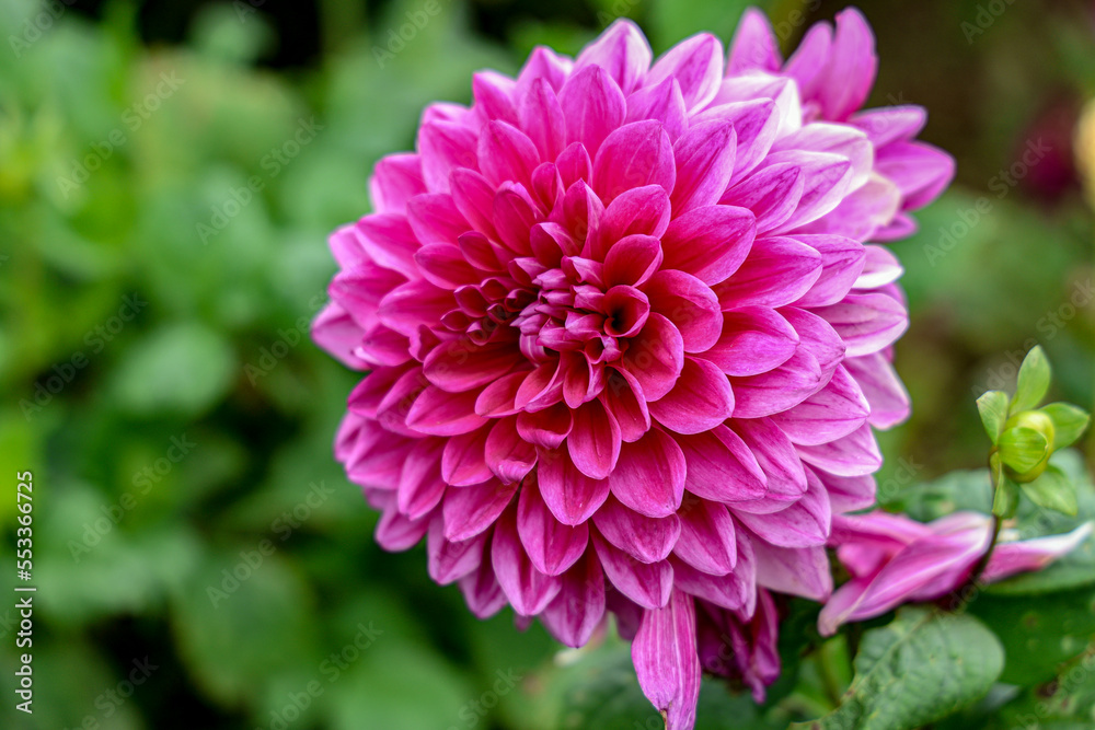 pink dahlia flower pink dahlia flower