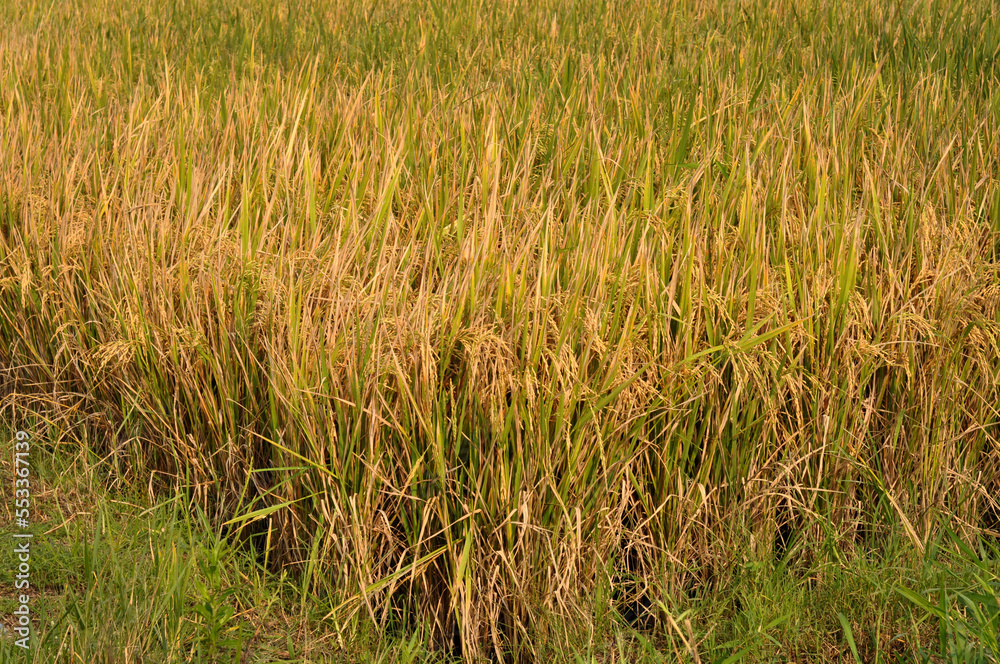 yellow rice is a sign that it is ready for harvest is the result of planting carried out by farmers yellow rice is a sign that it is ready for harvest is the result of planting carried out by farmers