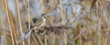 reed bunting on a reed