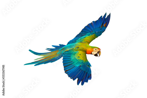 Colorful Catalina parrot flying isolated on transparent background png file