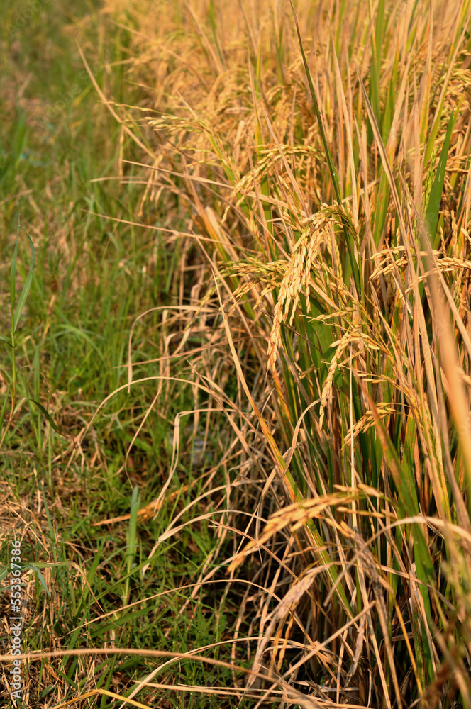 rice field rice field