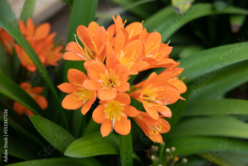 orange lily flower