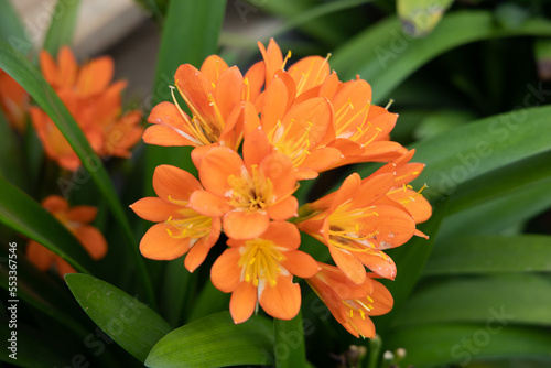 orange lily flower