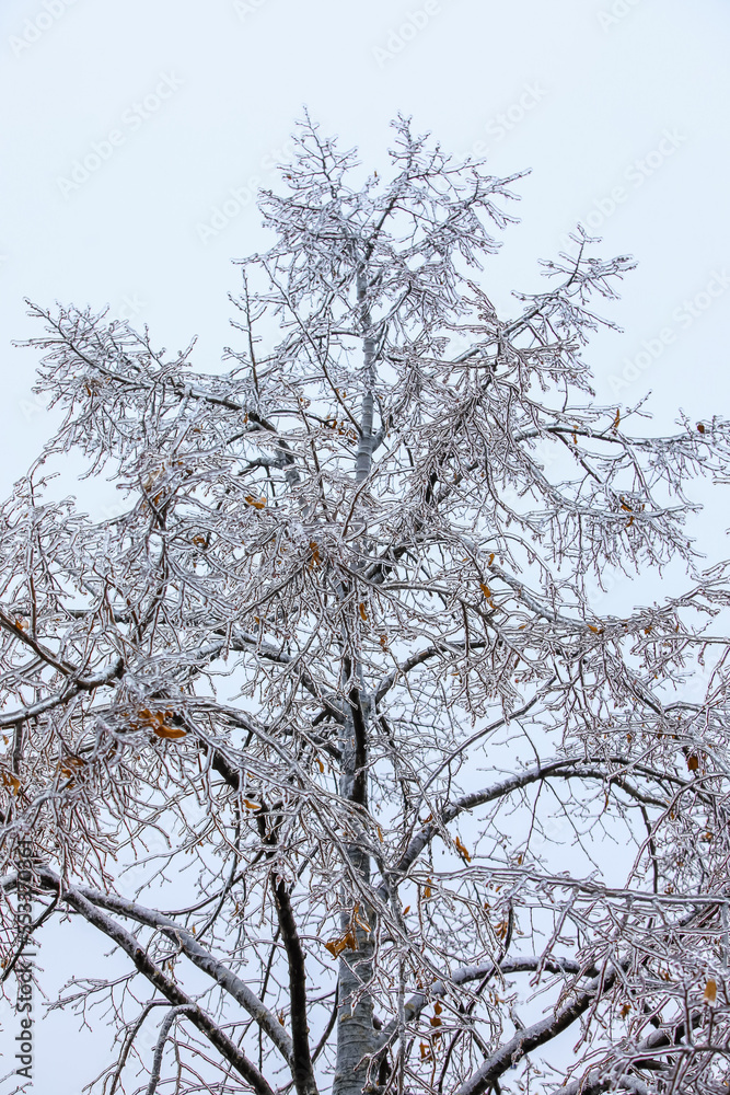 Beautiful tree covered with ice on sky background Beautiful tree covered with ice on sky background