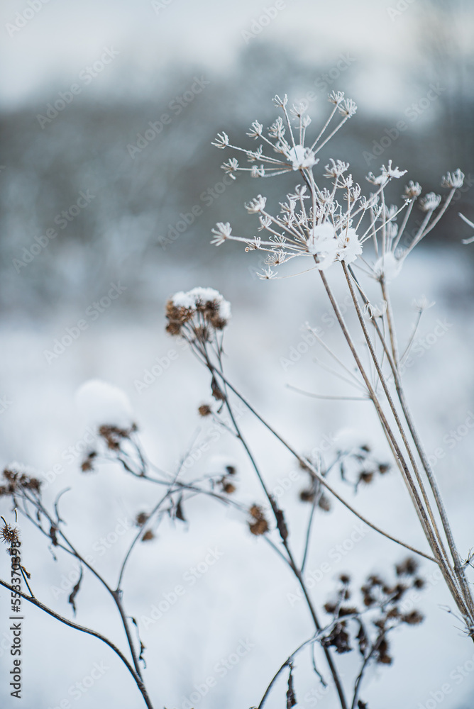 frozen plants in winter days frozen plants in winter days