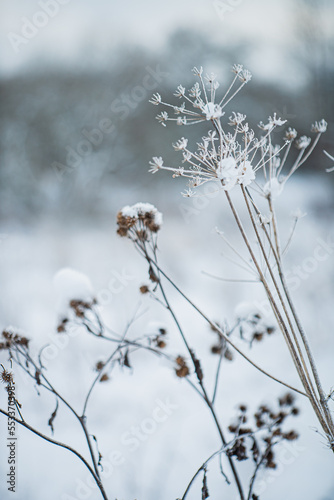 frozen plants in winter days