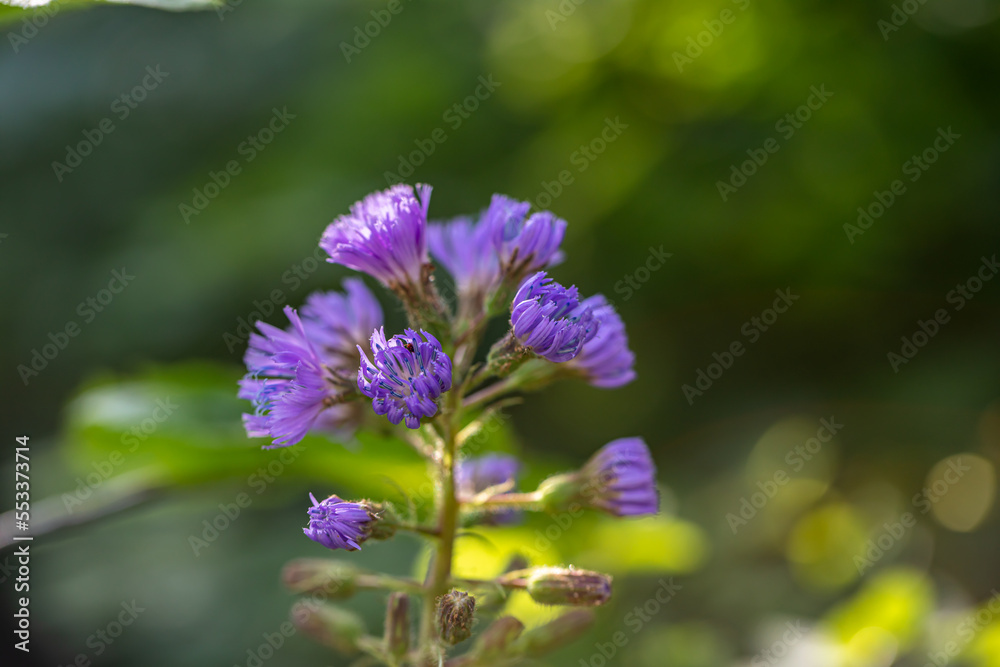 Cicerbita alpina flower growing in mountains, close up Cicerbita alpina flower growing in mountains, close up