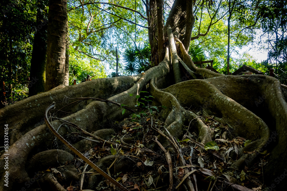 Obraz premium Chanod or Chanot Tree gigantic palm-like tree at Wat Kham Chanot Wang Nakhin dwelling of the great Sri Sut Tho Naga and Buddhist sites in the Issan region of Udon Thani Province, Thailand