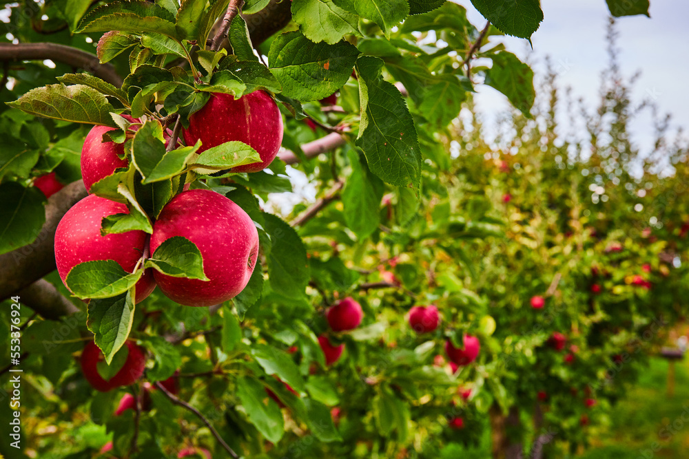 Long row of apple orchard trees with focus on group of fresh red apples on branch
