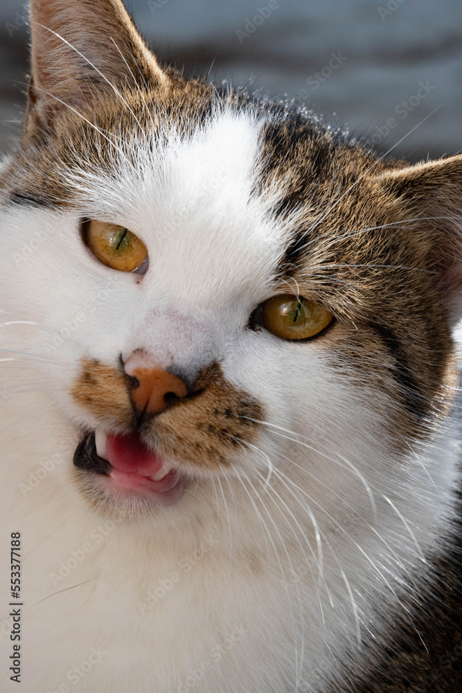 Fototapeta premium 甘える