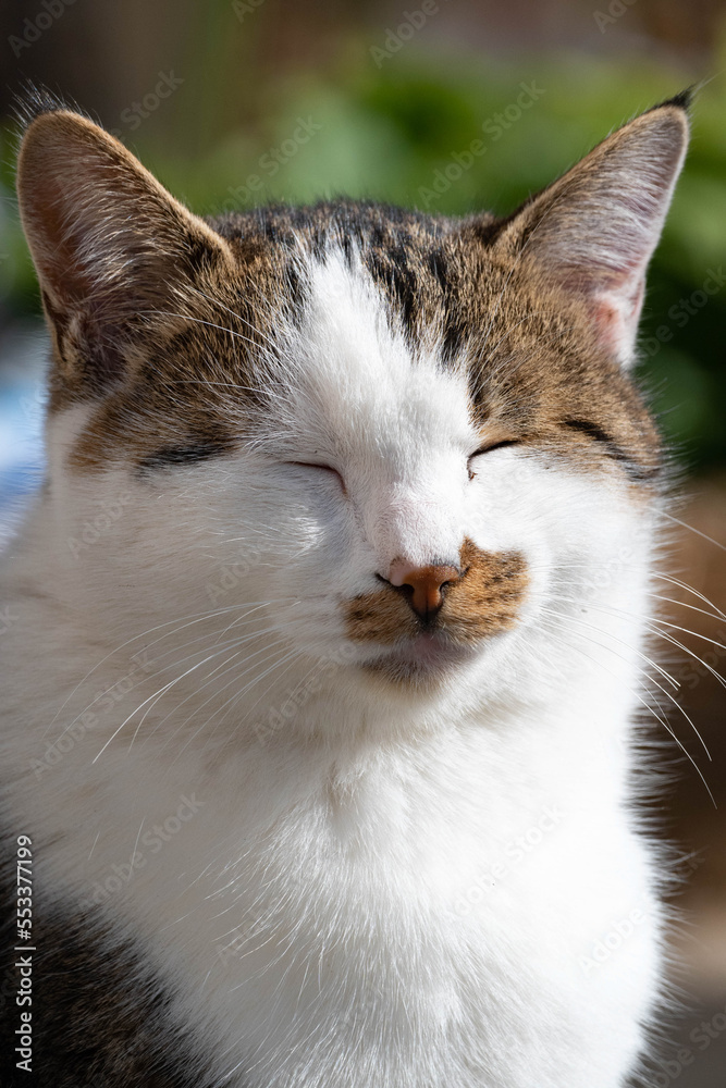 Fototapeta premium 日を浴びて