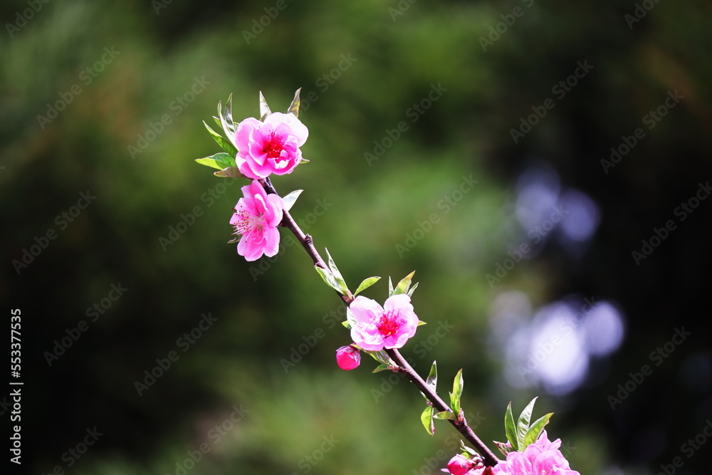 春の訪れと美しい桃の花 春の訪れと美しい桃の花