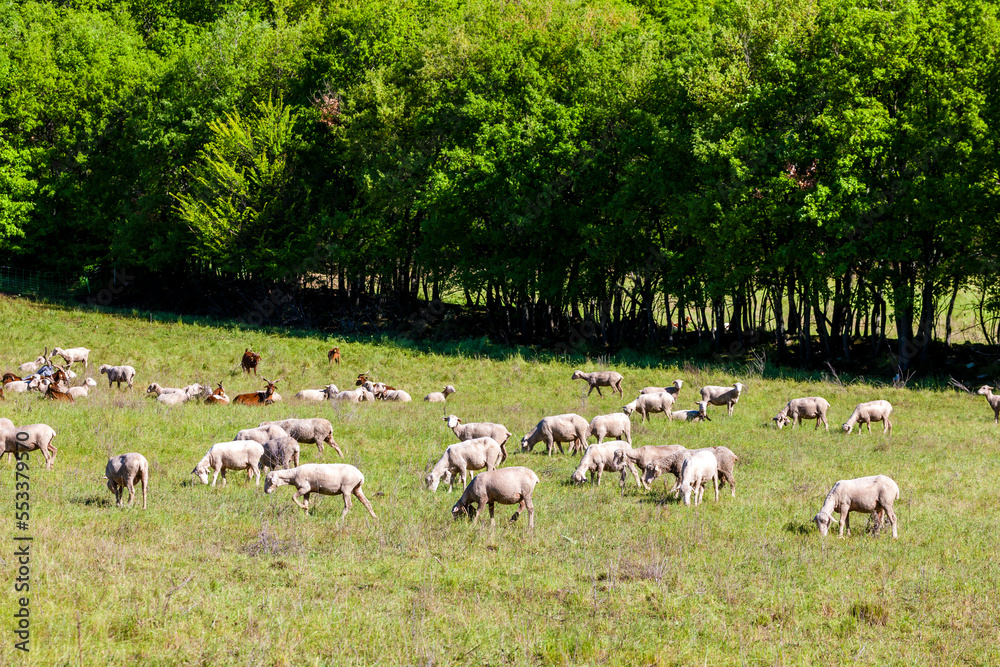 herd of sheep and goats on the meadow