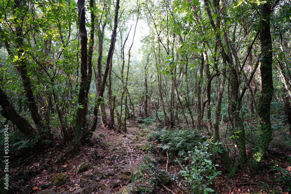 Fototapeta premium autumn path in wild forest