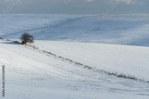 winter landscape with a lonely tree in Slovacko, Southern Moravia, Czech Republic