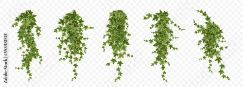 Valokuva Realistic set of ivy vines hanging on wall png isolated on transparent background