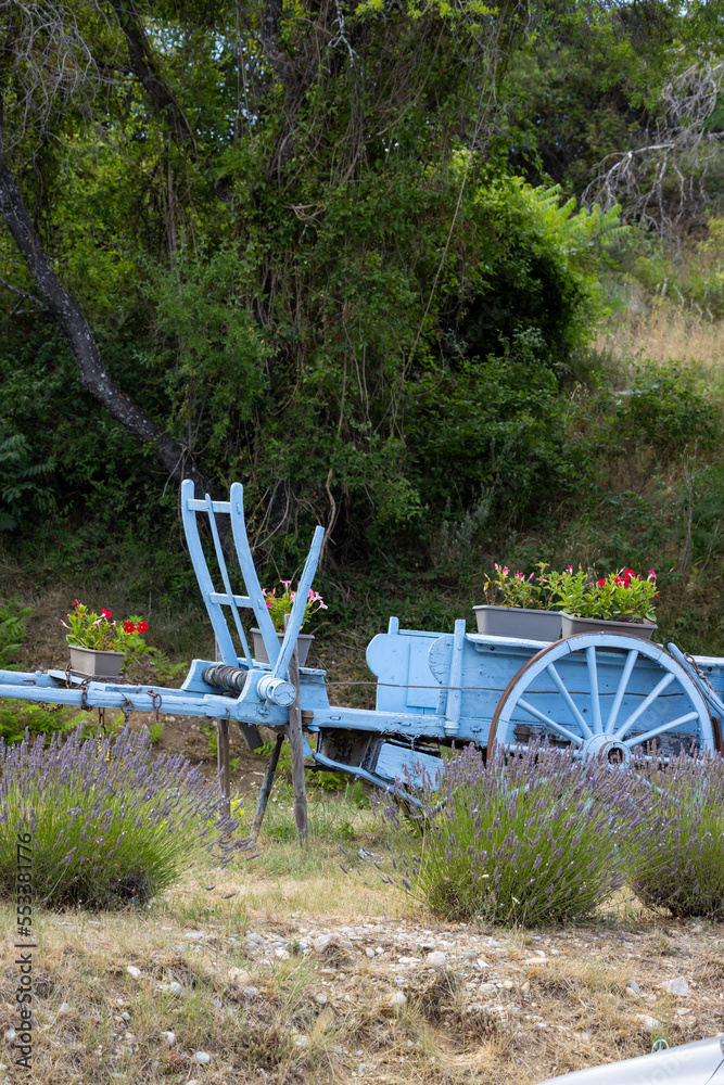 blue wooden cart with lavenders in Provence, France
