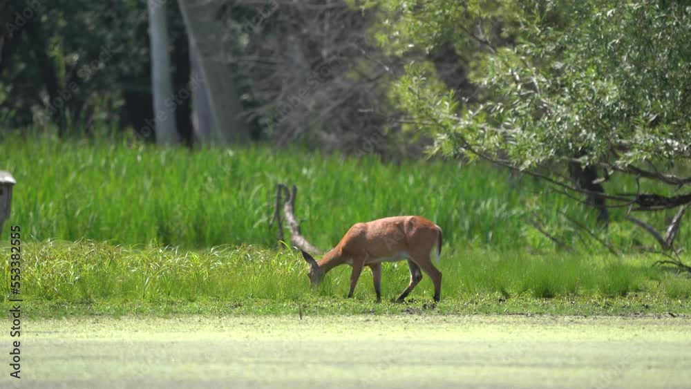 A doe whitetail deer feeding on the grass beside a lake. A doe whitetail deer feeding on the grass beside a lake.
