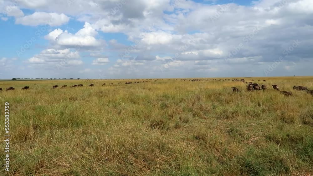 Slowmotion shot of a herd of wildebeests running away through the Serengeti Slowmotion shot of a herd of wildebeests running away through the Serengeti