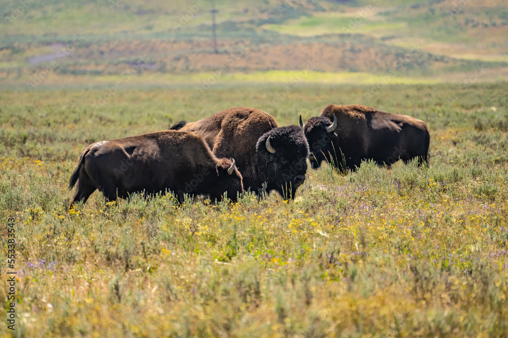 A herd of bisons feeding in the meadow in Yellowstone National Park.