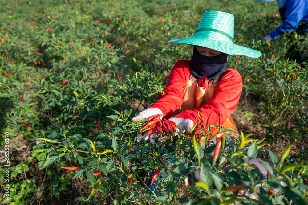 Fototapeta premium Red pepper agriculture harvesting red peppers in an Asian agricultural chili farm.