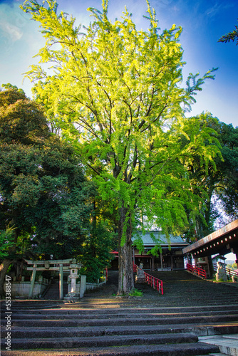厳かな雰囲気のある、日本の神社の境内の風景