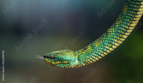 Yellow green viper snake in close up