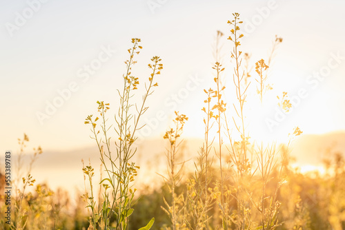 Stunning yellow meadow autumn sunrise with sunlight background. Happy new day concept: © AungMyo