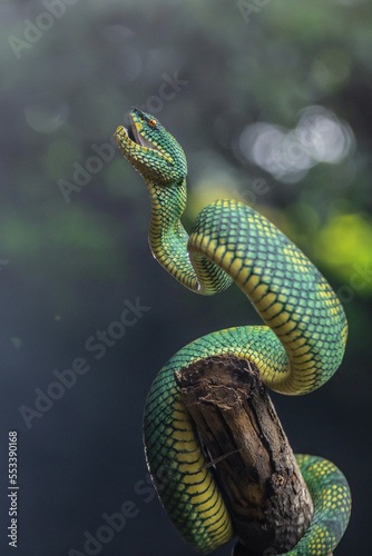 Yellow green viper snake in close up