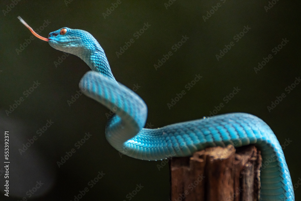 Obraz premium Blue Viper Snake in close up
