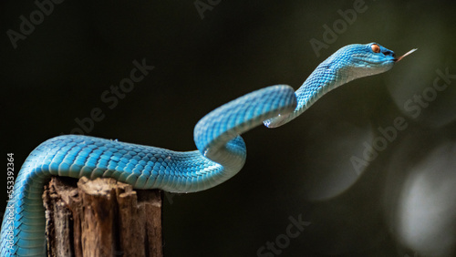 Blue Viper Snake in close up