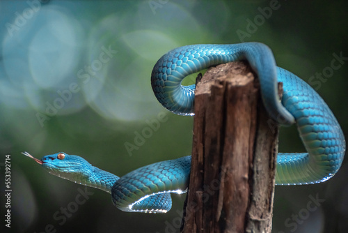 Blue Viper Snake in close up