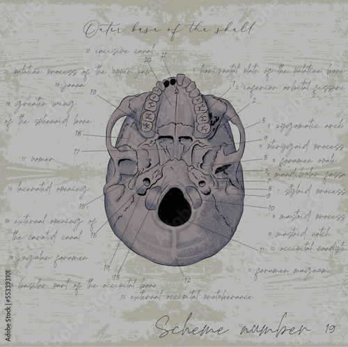  skull in the foreshortening in the style of an anatomical graphics educational medical literature