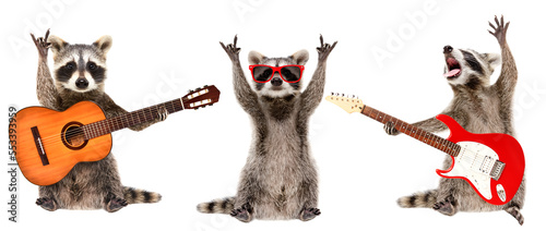 Funny raccoons musicians standing with guitars isolated on white background photo