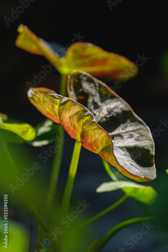 Colocasia hawaiian punch or colocasis esculenta hawaiian punchis plant in araceae 