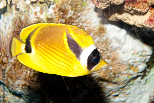 Raccoon Butterflyfish (Chaetodon lunula)