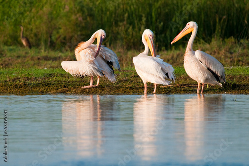 White Pelican