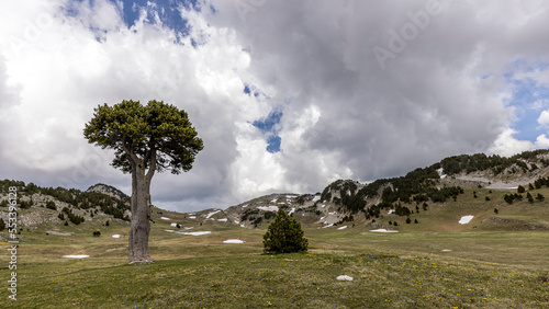 Mountain landscape, plain of Queyrie, the carved tree, Vercors, France