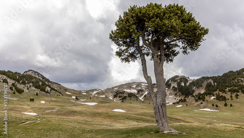 Mountain landscape, plain of Queyrie, the carved tree, Vercors, France