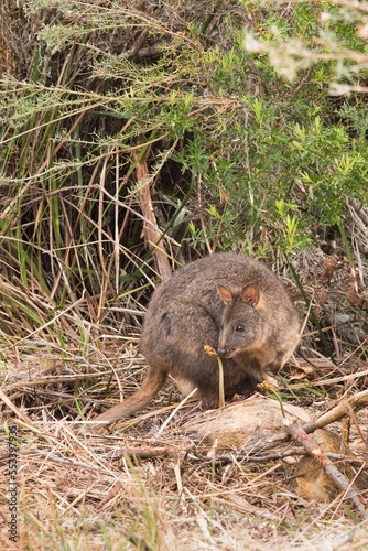 Tasmanian Pademelon (Thylogale billardierii) with baby child in the nature, Australia