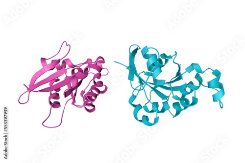 Fototapeta Naklejka Na Ścianę i Meble -  Crystal structure of Cdc42Hs and Gdp complex. Ribbons diagram with differently colored protein chains based on protein data bank entry 1an0. Scientific background. 3d illustration