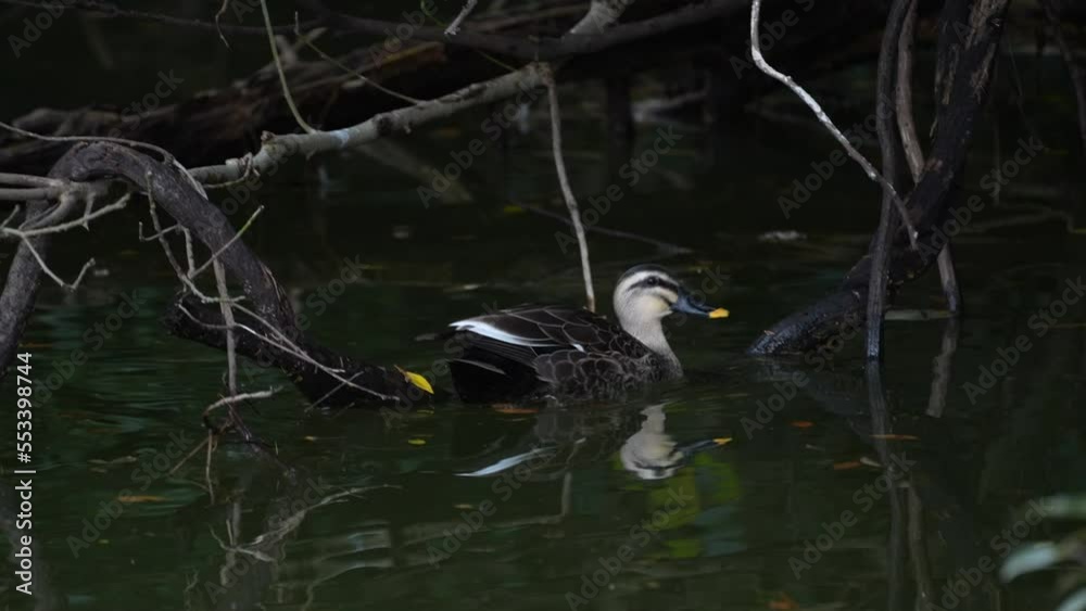 eurasian spot billed duck in a pond eurasian spot billed duck in a pond