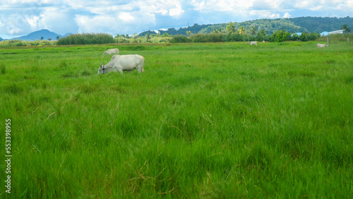cows eating in the middle of green grass © 42L