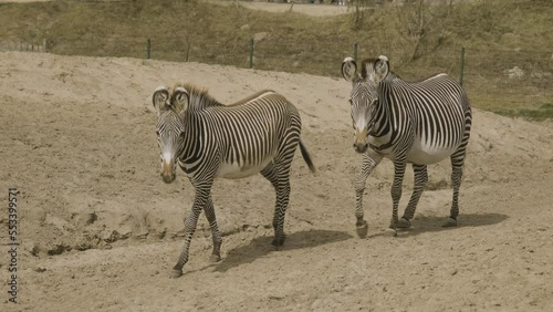 A pair of zebra's, in a enclosure, walking in slow motion towards the camera