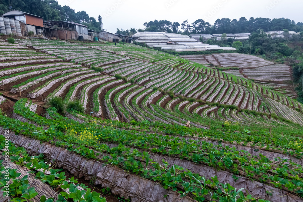 Landscape of Strawberry garden with sunrise at Doi Ang Khang , Chiang Mai, Thailand.
