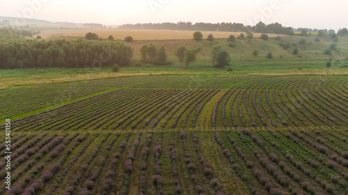 Lavender flower in the field panoramic view