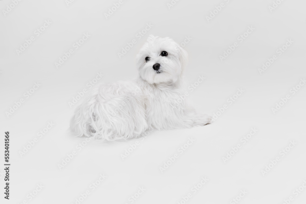 Studio image of cute white Maltese dog posing isolated over light background. Lying and looking with interest
